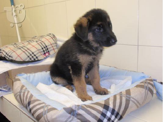 PoulaTo: Γερμανικός Ποιμενικός